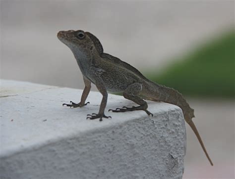 Crested Anole Facts and Pictures