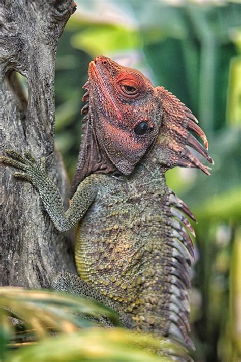 Crested Costa Rican Lizard. See Over 2500 more animal pictures on my ...