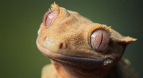Crested Gecko » Bird & Exotic Veterinary Clinic
