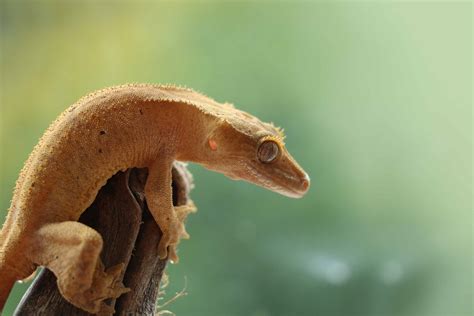 Crested Gecko Care Guide | Taking Care of a Crested Gecko