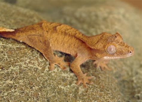 Crested gecko, Correlophus ciliatus | Animaux nature, Animaux, Reptiles