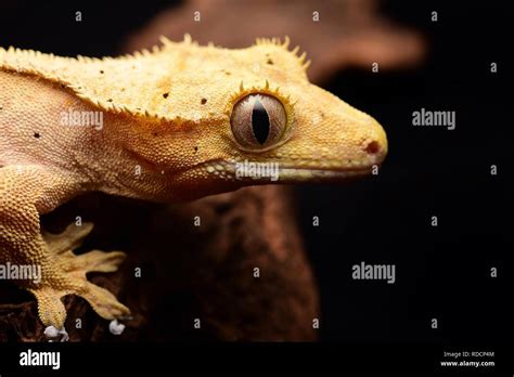 Crested Gecko   Correlophus ciliatus Fotografía de stock   Alamy