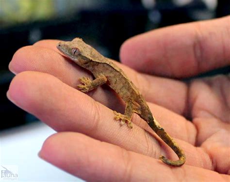 Crested Gecko  Correlophus ciliatus