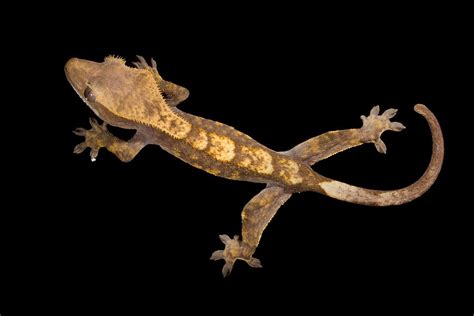 Crested Gecko Correlophus Ciliatus Photograph by David Kenny | Fine Art ...