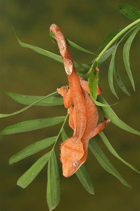 Crested Gecko Correlophus Ciliatus Photograph by David Kenny