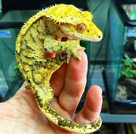 Crested Gecko | Cute reptiles, Cute lizard, Reptiles pet