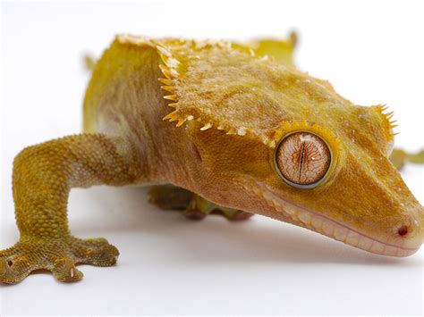 Crested Gecko Fun Facts | Reptile Shows of New England