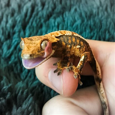 Crested Gecko Health Guide: Everything You Need To Know About Cresties ...
