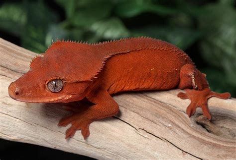 Crested Gecko Morph Guide | Wiki | Reptiles Amino