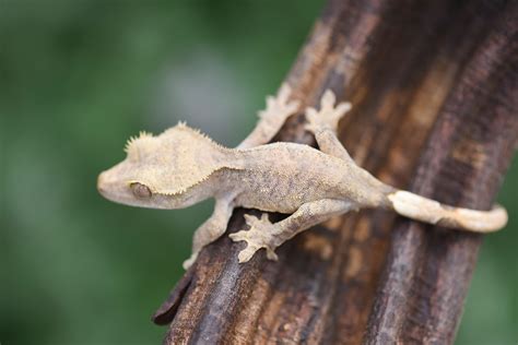 Crested Gecko Morphs | Fringemorphs