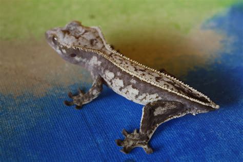 Crested Gecko Morphs — Demystified | by Hunter Byrd | Medium