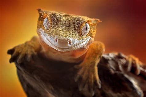 Crested Gecko » Pet Profile: Tank, Care, Size, Food