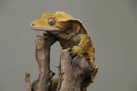 Crested Gecko Pictures | Download Free Images on Unsplash
