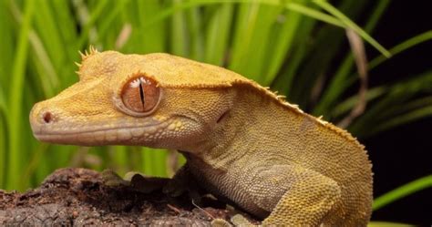 Crested Gecko Profile: Care, Housing of Formerly  Extinct  Eyelash Breed