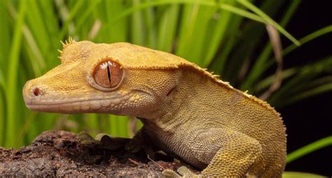 Crested Gecko Profile: Care, Housing of Formerly  Extinct  Eyelash Breed