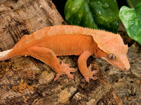 Crested Gecko  Rhacodactylus ciliatus    Facts and Pictures