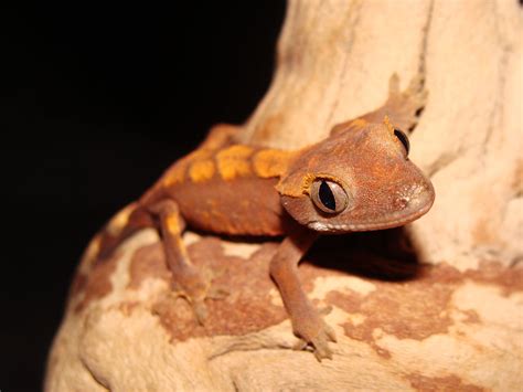 Crested Gecko  Rhacodactylus ciliatus    Facts and Pictures
