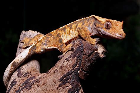 Crested Gecko Wallpapers   Wallpaper Cave