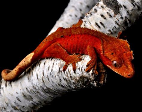 Crested Gecko Wallpapers   Wallpaper Cave