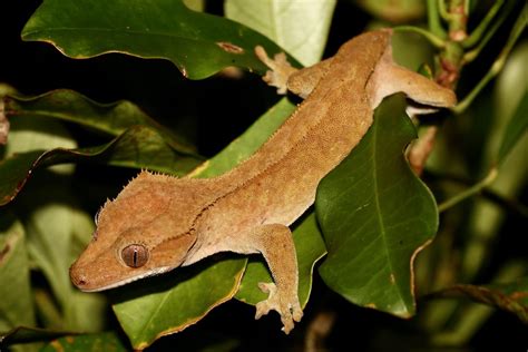 Crested gecko   Wikipedia