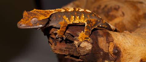 Crested Gecko | Zoo Med Laboratories, Inc.