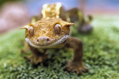 Crested Geckos: 5 Facts About These Low Maintenance Pets