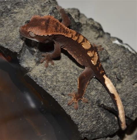 Crested Geckos Blog: August crested gecko hatchlings!!!