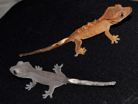 Crested Geckos Blog: Grey Geckos Photos