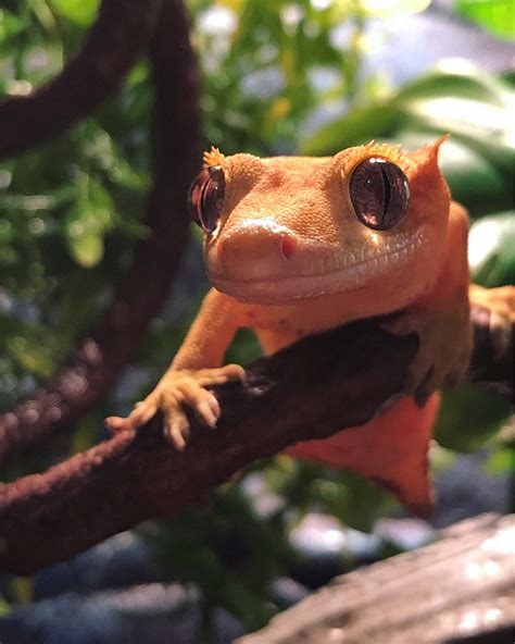 Crested Geckos: Overheating & Humidity Issues | Reptiles Amino
