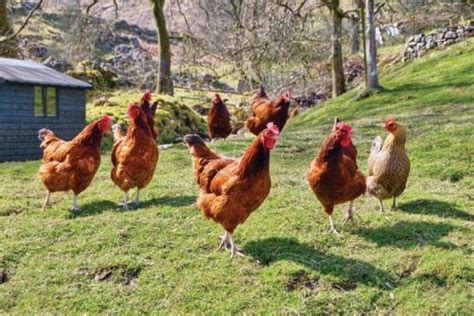 Cria de gallinas de traspatio: Una guía para principiantes ...