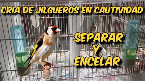 CRIA DE JILGUEROS EN CAUTIVIDAD | SEPARAR Y ENCELAR   YouTube