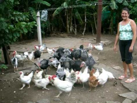 Cria de pollos y guanajos  pavos  en la campiña cubana ...