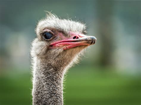 Criação de avestruz exige uma série de cuidados especiais