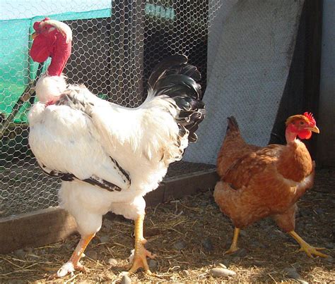 CRIADERO AVICOLA LLANO GRANDE: POLLOS CRIOLLOS