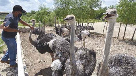 Crianza de avestruces, la ganadería del futuro en Yucatán ...