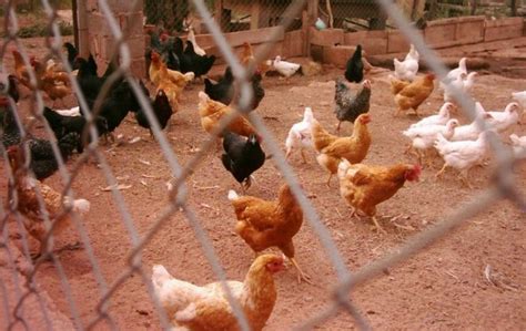 Crianza de gallinas criollas beneficia a cinco municipios ...