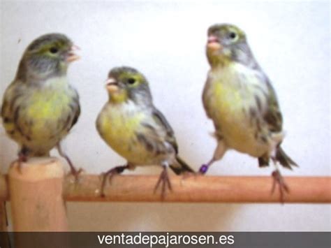 Criar pajaros en Alcaucín?