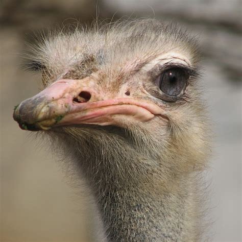 Criatura animal bonito grande avestruzes ave de avestruz ...