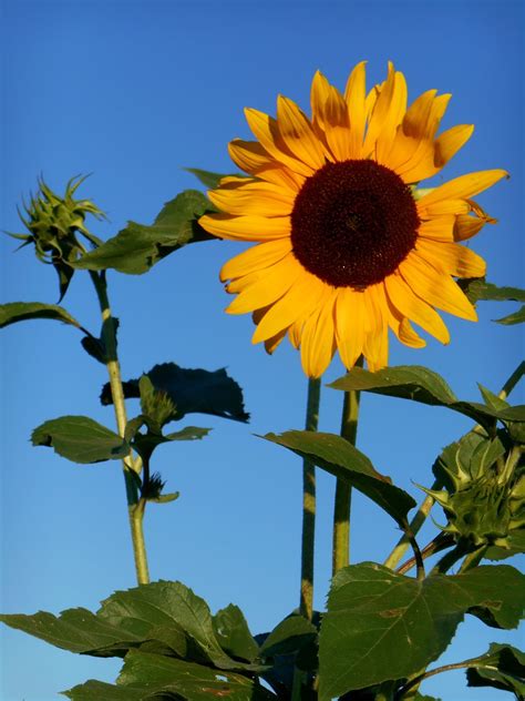 Cricket Song Farm: Native Sunflowers
