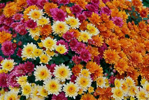 Crisantemo, planta de octubre | Flores Castillon