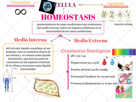 Cristel Orozco Fisiologia 2016 Gpo 10: Homeostasis y ...