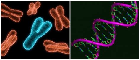 Cromosoma: Significado y Definición ¿Qué es? | Dr Como ...