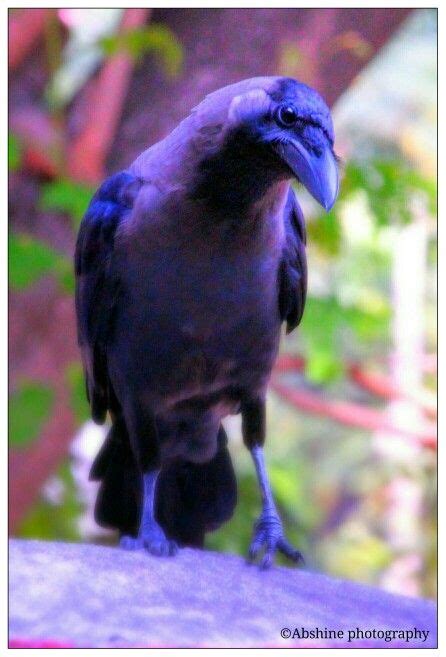 Crow......... | animals & pets pictures | Different types ...