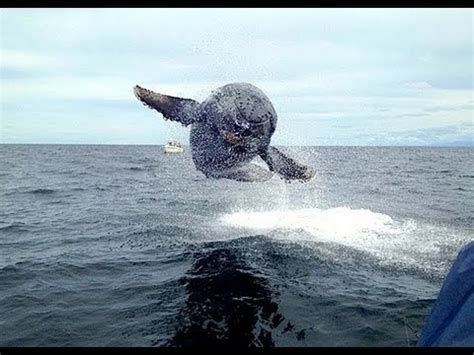 Crow News: Humpback Whale Almost Jumps Into Fisherman s ...