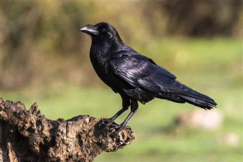 Crows: Types, characteristics and curiosities   HV Glòries