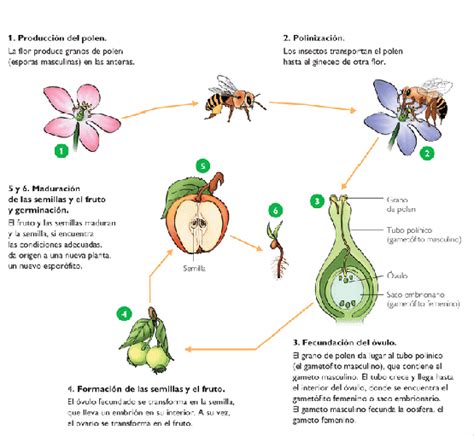 Cuaderno de Ciencias Naturales: LA REPRODUCCIÓN EN LAS PLANTAS