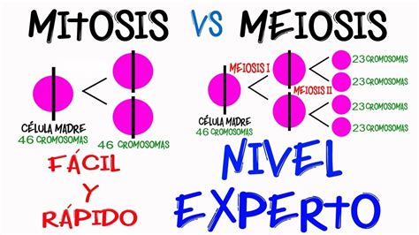 Cuadro Comparativo: ¿Qué es Mitosis y Meiosis?   Cuadro Comparativo