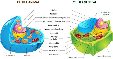 Cuadros comparativos entre célula animal y vegetal para ...
