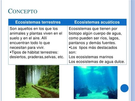 Cuadros comparativos entre ecosistemas terrestres y acuáticos | Cuadro ...