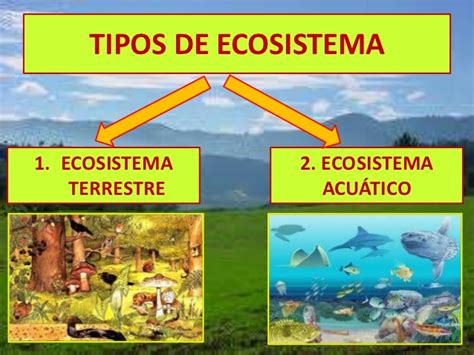 Cuadros comparativos entre ecosistemas terrestres y ...